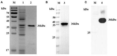 Establishment of a Blocking ELISA Detection Method for Against African Swine Fever Virus p30 Antibody